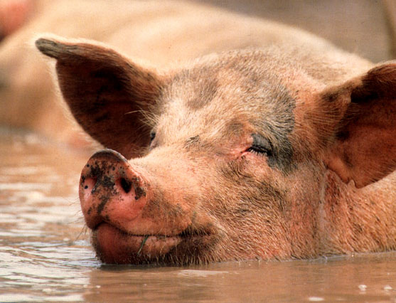 http://www.utilitarianism.com/happy-pig.jpg