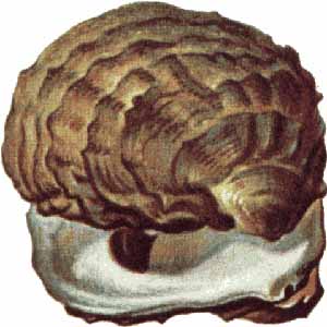 oyster